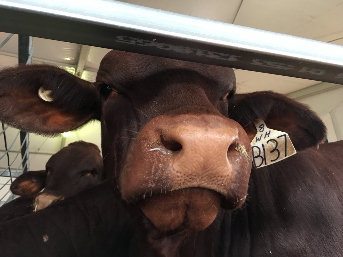 LaraWebster17's tweet photo. Too many breeds, shapes and sizes to choose from at #beefweek2018 https://t.co/DF9MIhds7o