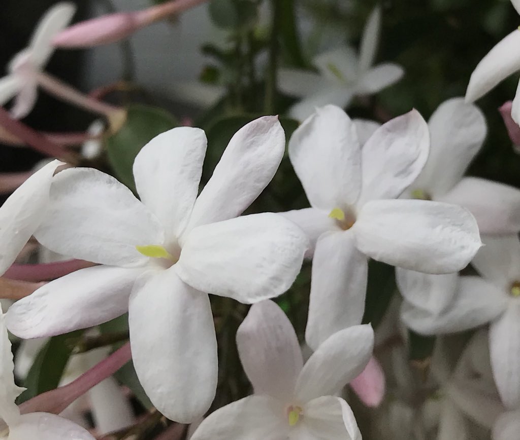 みるく 実家の玄関先でむせるような芳香が漂ってきて 見上げるとジャスミンの花が満開になってました ジャスミンの花びらは5枚 だと思い込んでたけどよく見たら6枚のもありました 可憐ですね T Co Etv2rxxnt7 Twitter