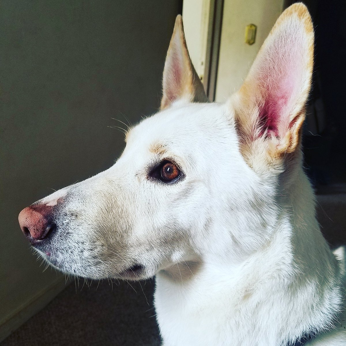 jqsmooth's tweet image. .@darth here&apos;s Fletch at full attention #jindodog #dog