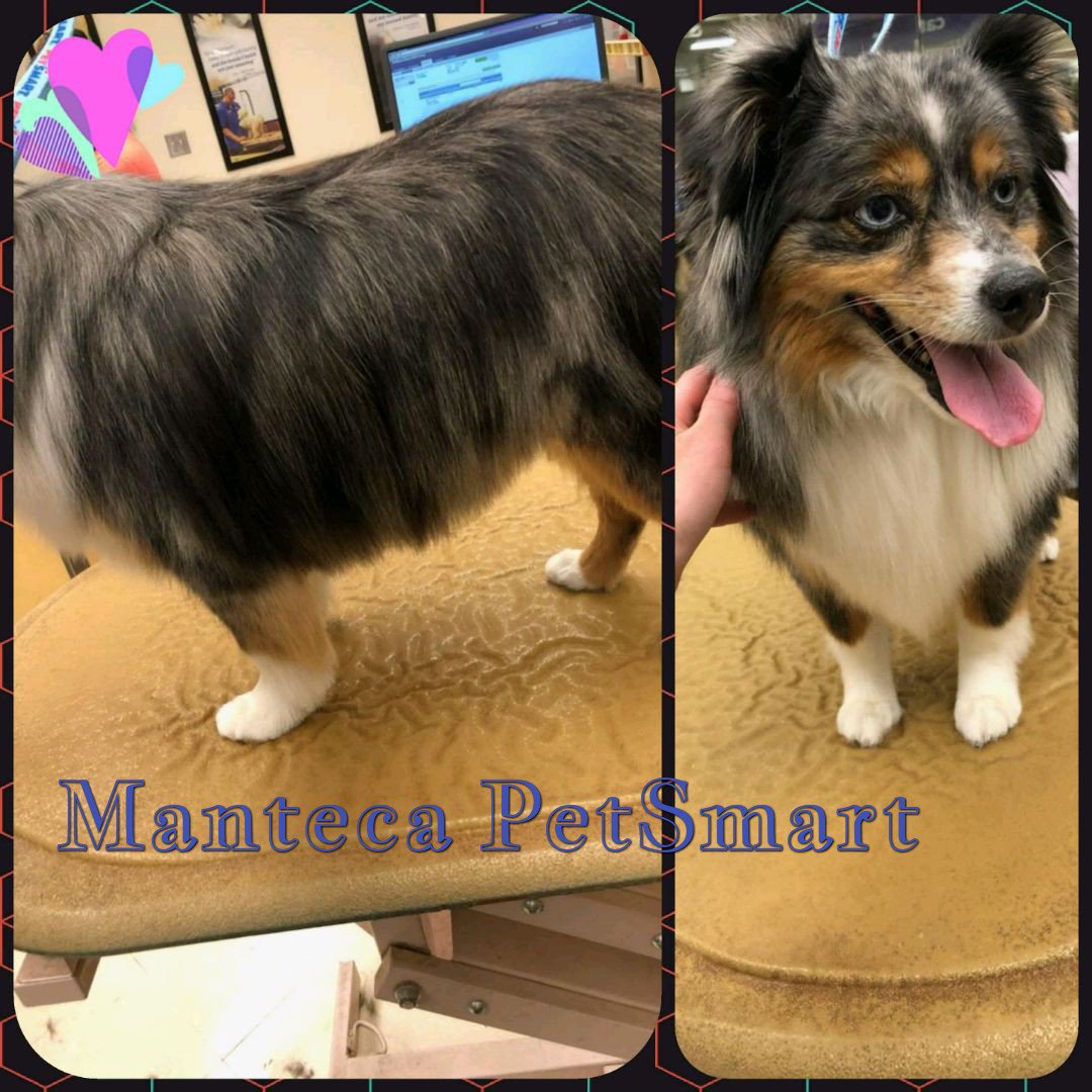 MantecaPetsmart's tweet photo. Love, love, love! We have a new PetStylist coming soon to Manteca PetSmart! #petsmart #petsmartgrooming #petsinspireus #inspiredbypets #petsmart1601 #manteca #mantecaca #mantecacalifornia #welovepets #itsapictureofadog #trustedpartner #fortheloveofpets https://t.co/vEzHRLBz9d
