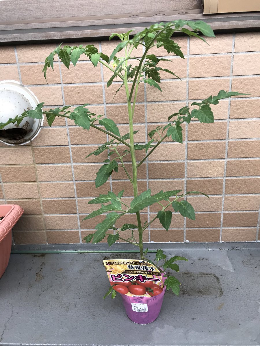 たお ミニトマト 昨日だいぶ蕾が膨らんでるなと思ったら 1枚目 今朝一番花が咲いてた 花が咲くの待ってたら苗だいぶ大きくなっちゃったよ 植え付けるときポットから出すのに逆さまにするの 折れるんじゃないかとヒヤヒヤだったー なんとか無事