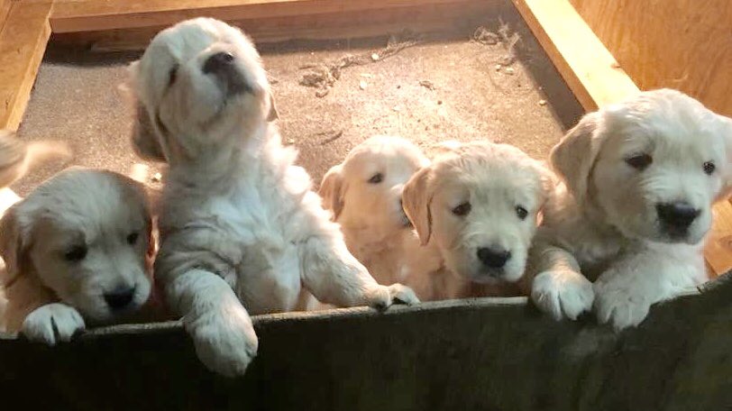 MyLilGoldenLady's tweet photo. This is my tribe.... https://t.co/swu6cQJCKw