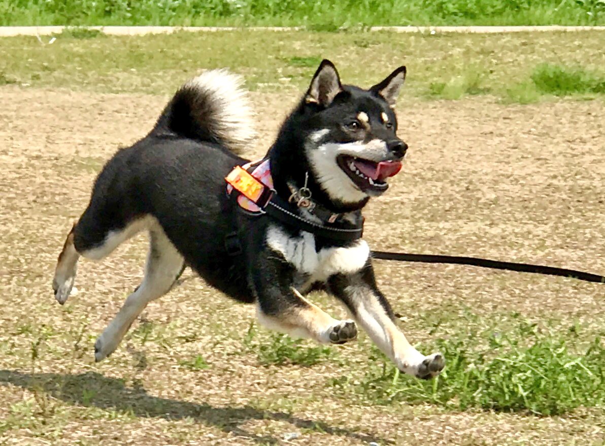 黒柴 紬 先日行った公園での写真の中に あった 飛行犬 素人だから微妙だけど 楽しそうにダッシュしてたもんなぁ 黒柴 柴犬 飛行犬 黒柴 紬 先日行った公園での写真の中に あった 飛行犬 素人だから微妙だけど 楽しそうにダッシュしてたもんなぁ 黒柴 柴犬 飛行犬