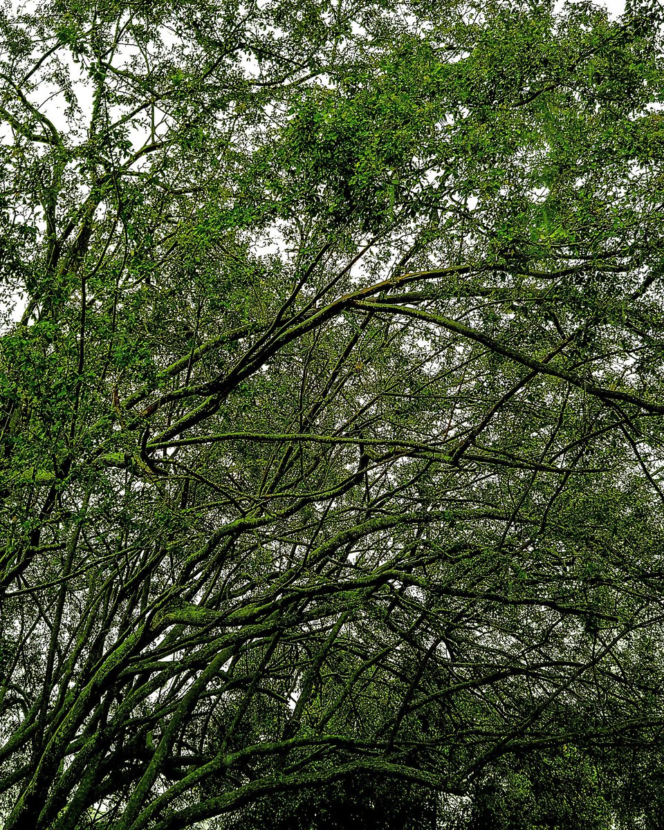 efeve's tweet photo. Juegos de espíritus verdes/Green spirits games
@wilcheschaux
@IECAIBERO
https://t.co/MgT11aoKJE
#cali #yumbo #arboles #trees #leafscreen #pantalladehojas #branches #ramas #maderaviva #livewood #naturaleza #nature https://t.co/P3U9lQh2Sp