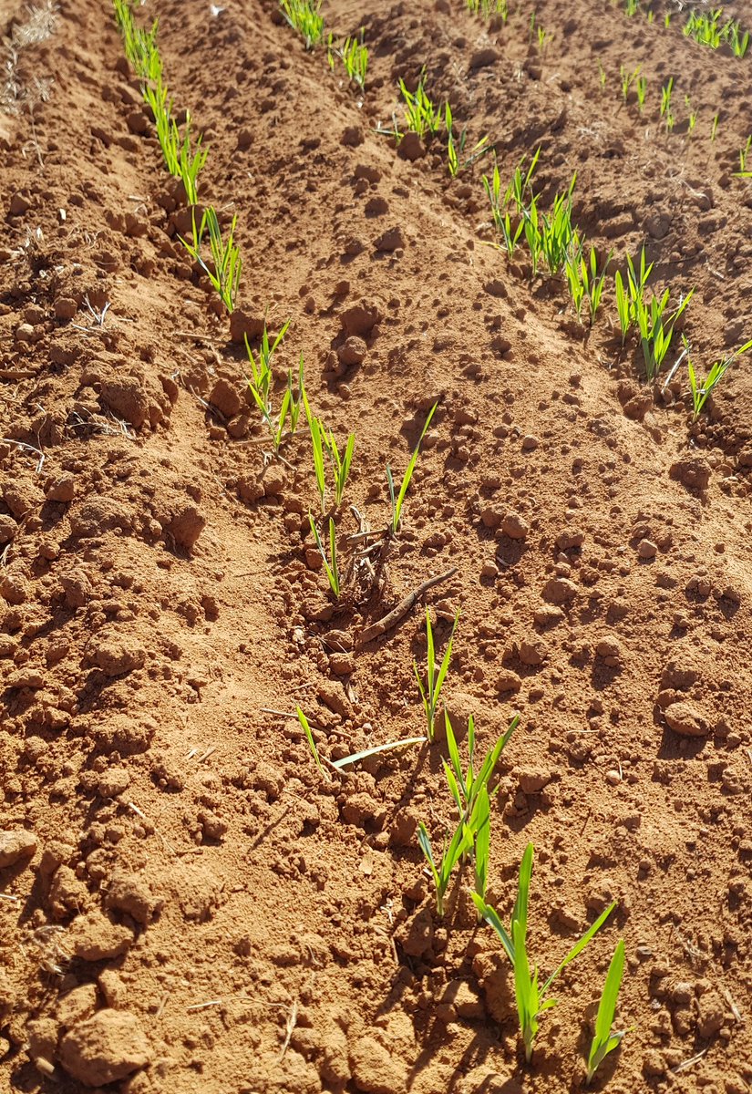 Thought I was dry seeding a 500mm deep rip trial strip (24m), ripped 26/2/18, ~100mm summer rain, last rain was 10mm 2/4/18, sown 19/4/18. Nil rip = nil germination, Spartacus Barley.
2019 deep rip program just went ⬆️