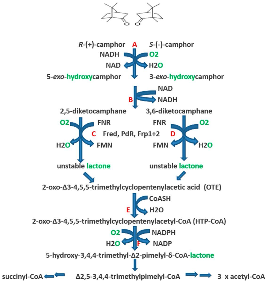 Micro_MDPI's tweet image. Read Prof. Dr. Andrew Willetts;s new paper : Regulation of #Camphor Metabolism: Induction and Repression of Relevant #Monooxygenases in #Pseudomonas putida NCIMB 10007  mdpi.com/2076-2607/6/2/…