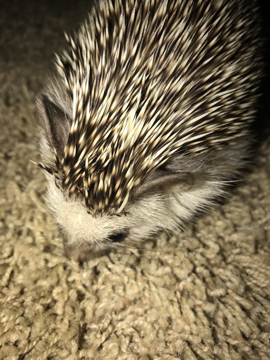 realTimHedgehog's tweet photo. What’s down here? #hedgehog https://t.co/s0Kh5223E2