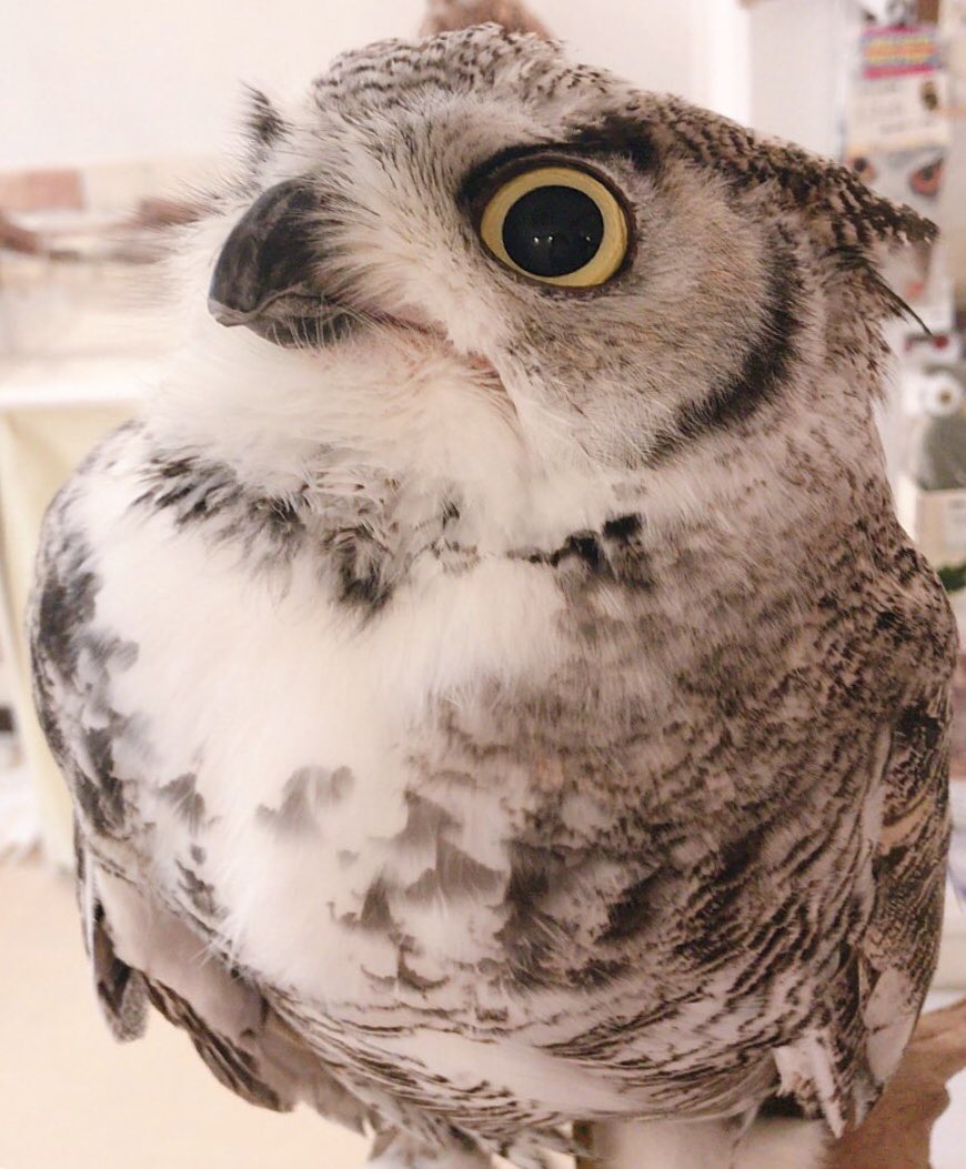 アメリカワシミミズクは可愛いぞ選手権 アメリカワシミミズクは可愛いぞ選手権
