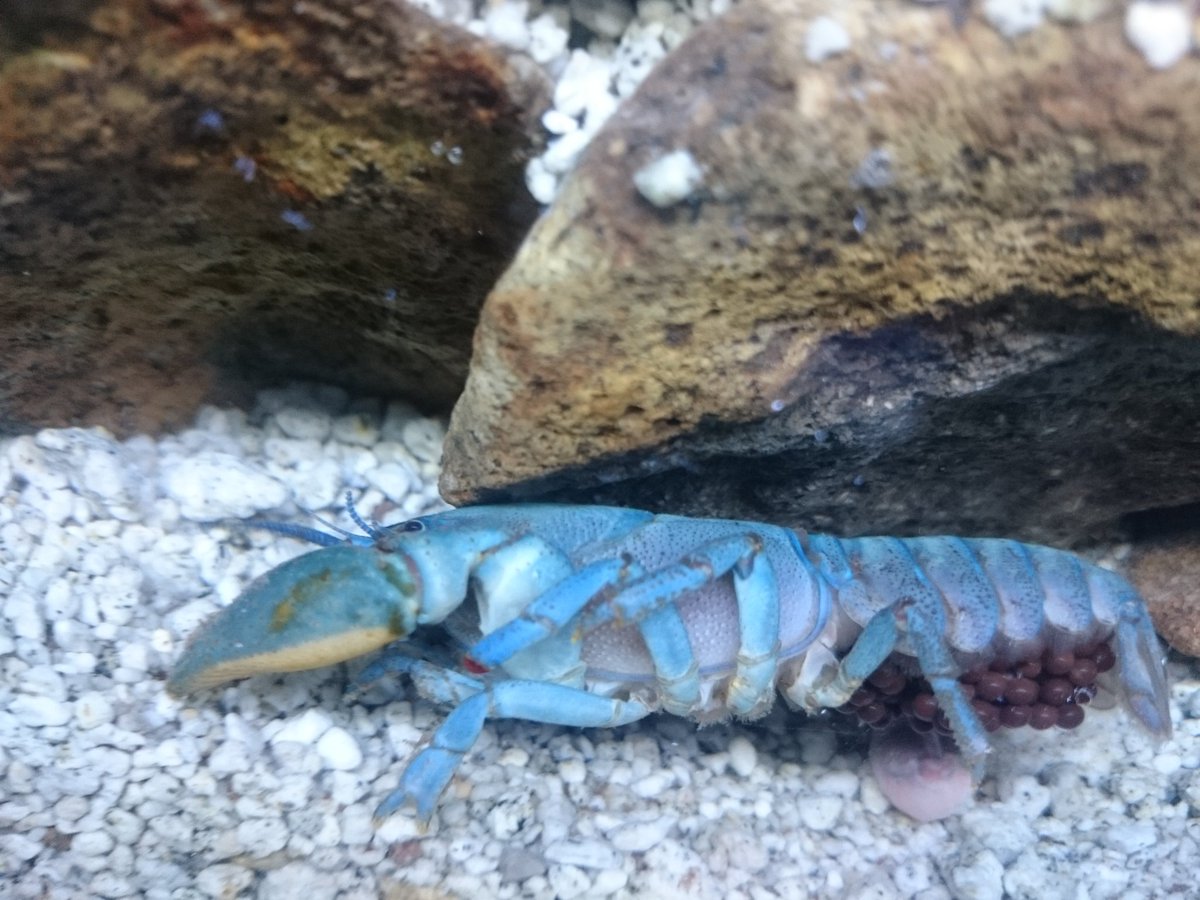 室蘭水族館の飼育員さん ザリガニ展示の挑戦 今年の青いザリガニ にほんざりがに は今までとはちょいと違います 開館から気付いた人いるかな 画像でわかりますよね そう 抱卵個体なんです 展示水槽内での子育てに挑戦です 水槽移動の環境 室蘭水族館の飼育員さん ザリガニ展示の挑戦 今年の青いザリガニ にほんざりがに は今までとはちょいと違います 開館から気付いた人いるかな 画像でわかりますよね そう 抱卵個体なんです 展示水槽内での子育てに挑戦です 水槽移動の環境