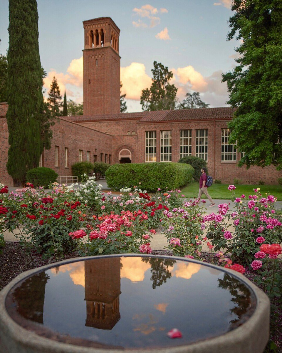 ChicoState's tweet photo. Rosy reflections. ✨🌹 https://t.co/UjvP4qprBg