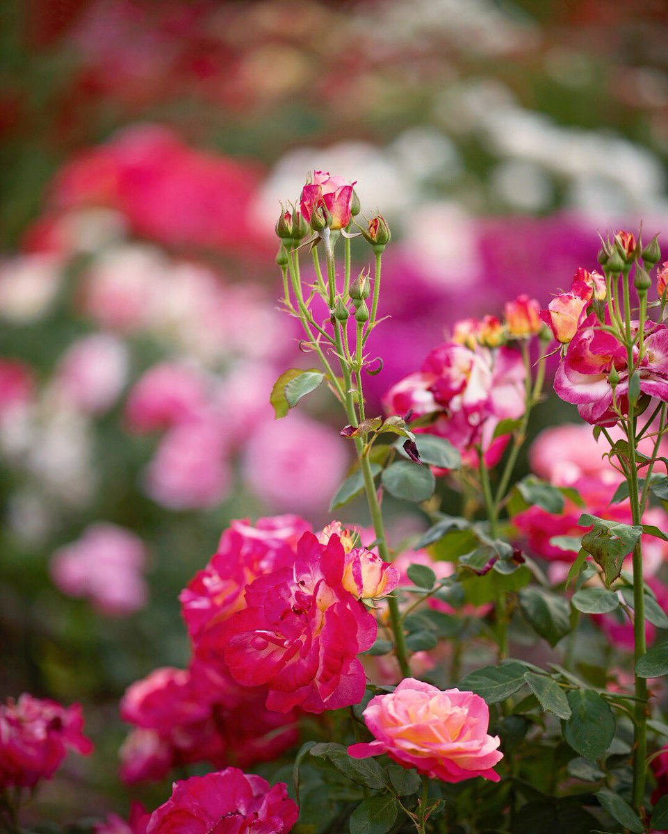 ChicoState's tweet photo. Rosy reflections. ✨🌹 https://t.co/UjvP4qprBg