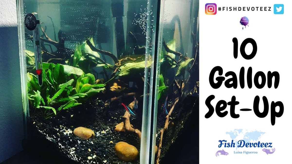 FishDevoteez's tweet photo. 10 Gallon Freshwater set-up video on my YouTube channel. Check it out! #fishdevoteez #fishtank. https://t.co/rAkhHoz1d2 https://t.co/wIhYr3vxjO