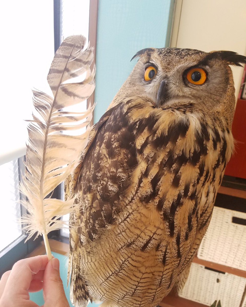 フクロウの羽根 フクロウの羽根