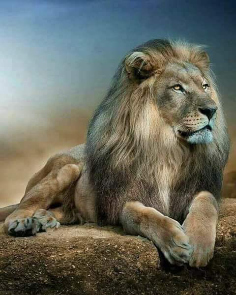 shahid7707's tweet photo. ہمنے جنگل کیا چھوڑا سب ہمیں بھول گئے https://t.co/dR8zeDHuNn