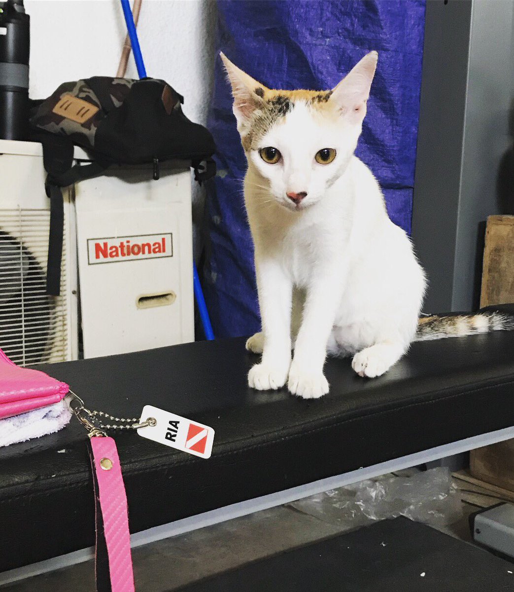 riailano's tweet photo. Gym Kitties “Pedro” and “Jose” sending you love on a #humpbackwednesday ❤️ #southiegurl #vegan #gymkitty #workit #healthiswealth #plantbaseddiet #poweredbyplants #biker #sustainability #ecofriendly #iphonephotography #photoblogger https://t.co/MX5HulBkBl