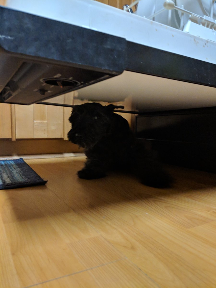 thebearded_lady's tweet photo. Mistakes were made. #howdidigetunderhere #howdoigetout #sendhelp #stuck #togianttofit https://t.co/RBYEg1t0dq