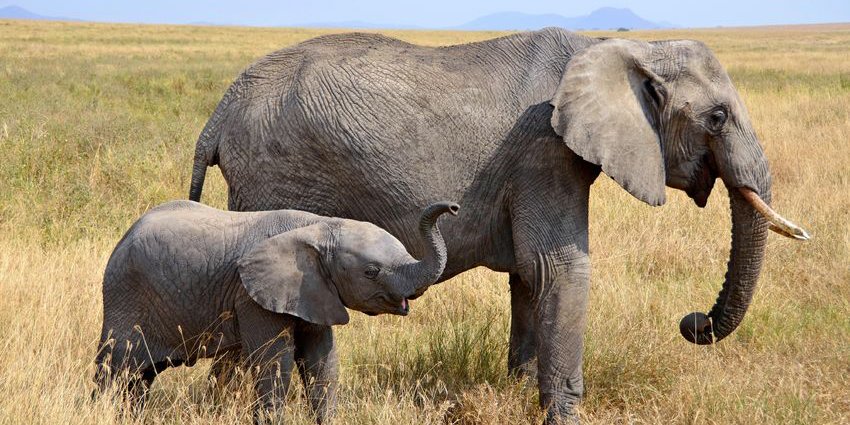 取り組む課題 絶滅に向かうアフリカゾウ Npo法人アフリカゾウの涙