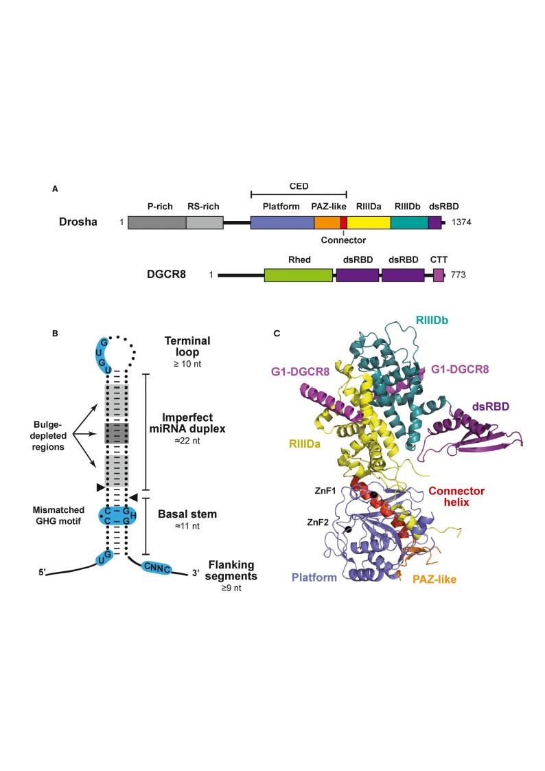 FEBS_Letters's tweet photo. Review: Regulation of primary microRNA processing.
The specific and dynamic modulation of the first steps of #microRNA #maturation within the #nucleus are summarized.
 ➜ https://t.co/vuSkI0cuK2
 #LncRNA; #MAPK; #PriMiRNA; #RNA; #NonCodingRNA; #ChemicalModification; #Drosha https://t.co/x89d8fWHqA