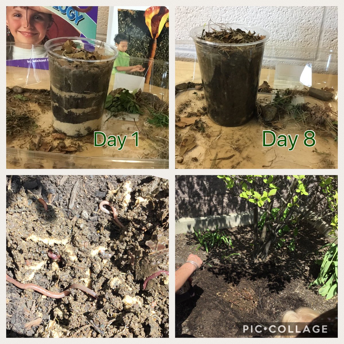 Time to release our worms. What did they do to the soil? How does this help our environment? Ask these little scientists, they’d love to share what they learned. <a href="/CopperHillES/">Copper Hill</a> <a href="/FlemRarSchools/">FlemRarSchools</a> @KWolffFRSD