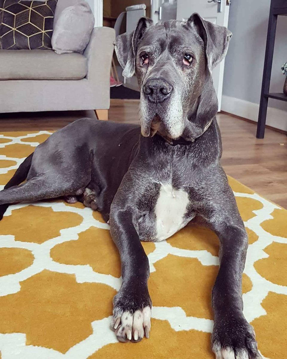 avonpetservices's tweet photo. Big Mac senior Great Dane looking for a home Pls RT #GreatDanesofTwitter #AdoptDontShop https://t.co/AMM4TTCLEQ