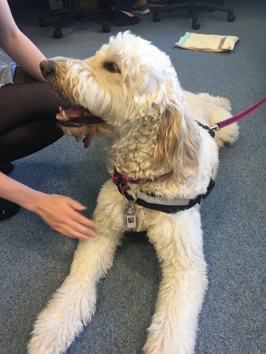 PTEXPBHR's tweet photo. Meet Roxy! The newest member of the Patient Experience Team at @BHR_hospitals 🐶 Roxy will be visiting wards soon, watch this space! #petsastherapy @victoriawallen @WENDYMATTHEWS8 @hayleyprfriend https://t.co/74J78bii9M