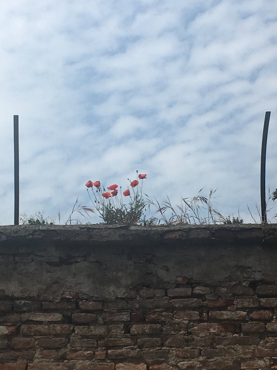 ErdeSein's tweet photo. #Erdfest des Tages: Mohn.
Schönheit ist Verwundbarkeit.

#naturelover #urbannature #Blumen #Erdfest https://t.co/FFI3ljadzO