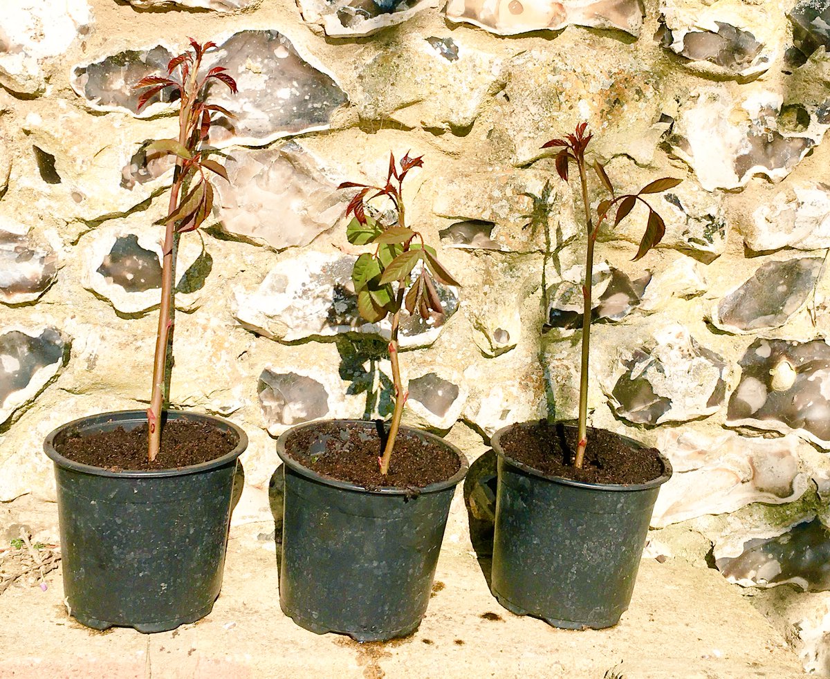 SkylarkArtist's tweet photo. Propagation by Potato...
trying it..Potato feeds moisture and then breaks down & fertilises cutting roots et voila!
#rose #potato #propgation
π₯π±πΉ https://t.co/GC4VqxANX7
