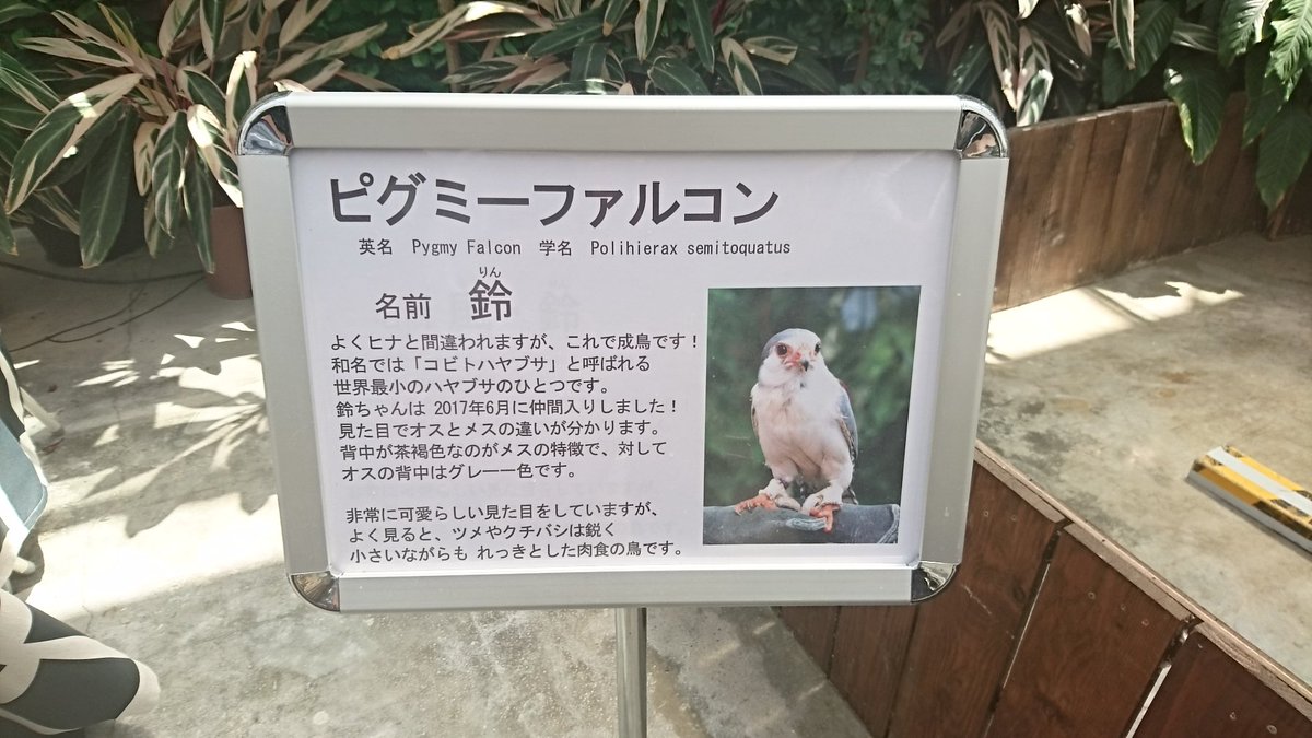 オゾンの妖精 掛川花鳥園 鳥フェチ オゾンの妖精 掛川花鳥園 鳥フェチ