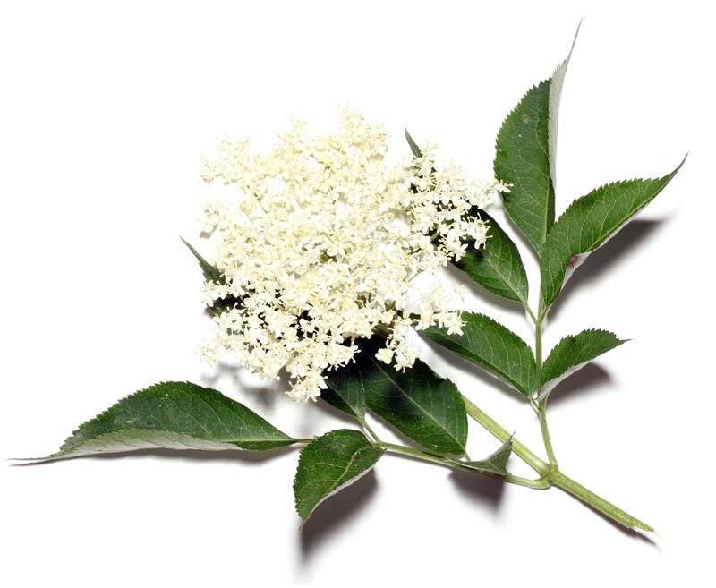 Benefits of Elderflower

“Elderflower is a natural decongestant and helps to clear up mucus and congestion in the lungs, sinus, and nasal passages.”  medicalmedium.com/blog/elderflow…

Lucky for us, Granny makes delicious Elderflower cordial 🌼🍹😋
Recipe: rivercottage.net/recipes/elderf…