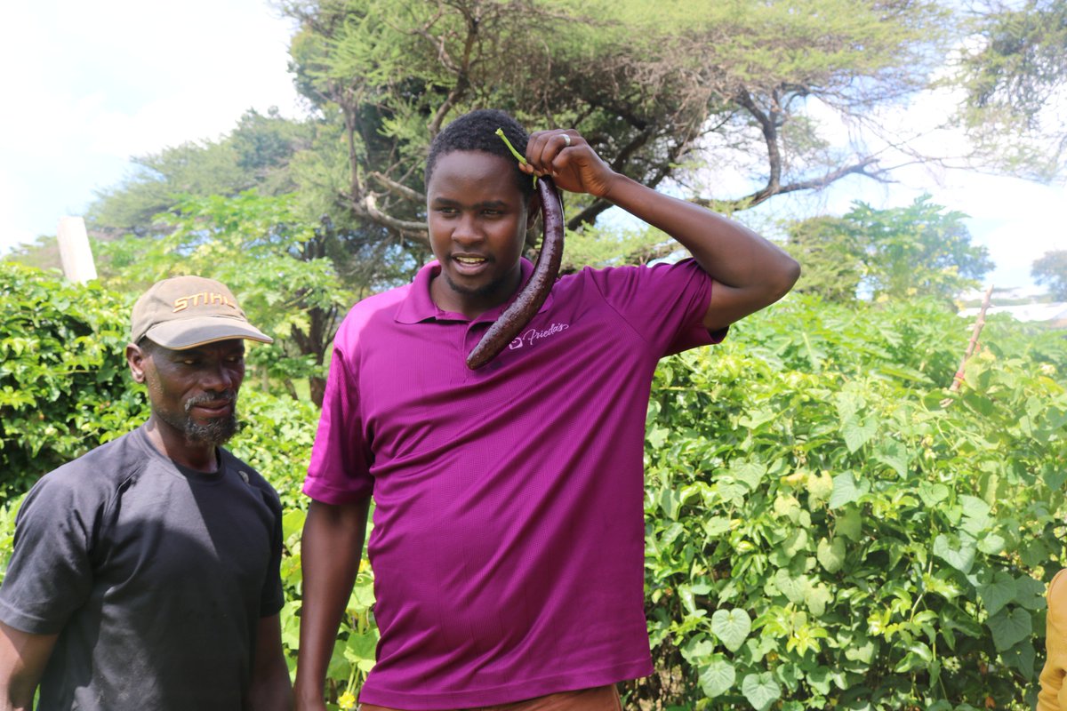 This is a #Caritas farm in Ngilai , #samburu East,  #kenya Funded by <a href="/CAFOD/">CAFOD</a> , Climate Resilient Agriculture project.  Promoting #FoodSecurity @Lazarus2030 @AnneCAFOD <a href="/daktarimkuu/">mtumishi</a> <a href="/FrMusau/">Fr. Peter MUSAU</a> <a href="/Caritas_kitui/">Caritas Kitui</a> <a href="/Caritas_HomaBay/">Caritas Homabay</a> <a href="/caritasmarsabit/">caritasmarsabit</a> <a href="/Shifting_Power/">Shifting the Power</a> <a href="/SamburuC/">Samburu County </a> <a href="/KenyaCatholics/">KCCB - General Secretariat</a>