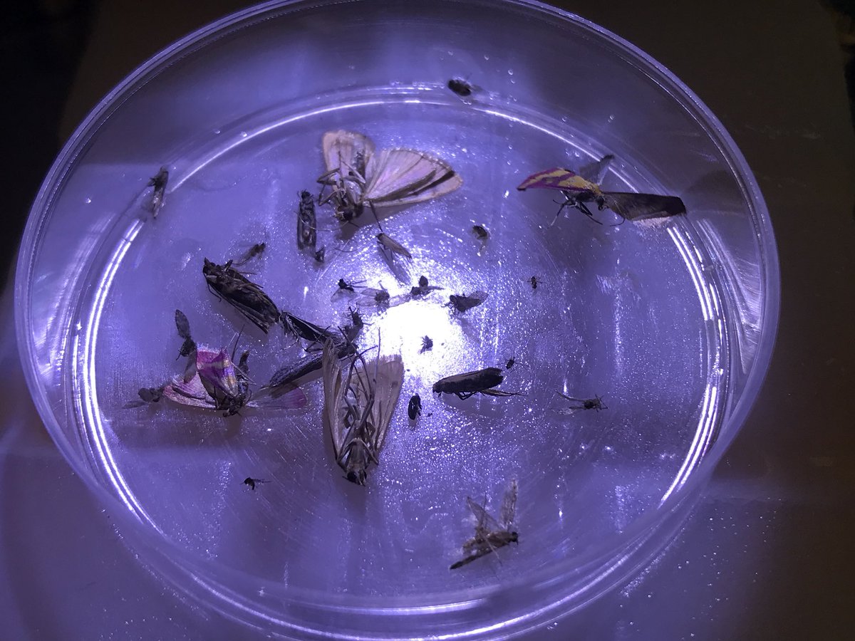 rubueno10's tweet photo. Tras separar #mosquitos y #flebotomos, las #CDCTraps nos siguen ofreciendo interesantes #insectos, desde otros #dípteros (#Culicoides o #Psicódidos), a #lepidópteros (polillas) o #coleópteros (escarabajos). Interesante herramienta para nuestros procedimientos. @lokimica https://t.co/Plf3n3SJ7R