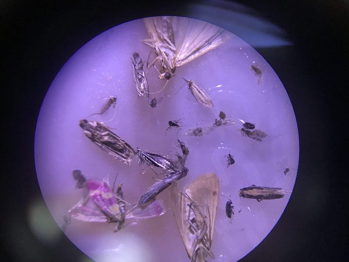 rubueno10's tweet photo. Tras separar #mosquitos y #flebotomos, las #CDCTraps nos siguen ofreciendo interesantes #insectos, desde otros #dípteros (#Culicoides o #Psicódidos), a #lepidópteros (polillas) o #coleópteros (escarabajos). Interesante herramienta para nuestros procedimientos. @lokimica https://t.co/Plf3n3SJ7R