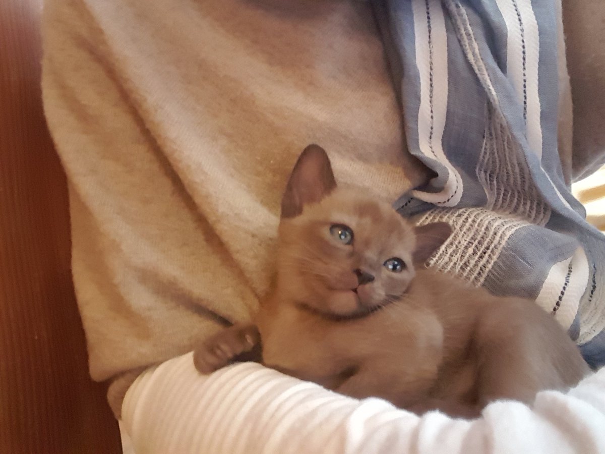 FurrowFlowers's tweet photo. Good morning lovely Twitter people, this beautiful bundle is moving in soon and risks being called #cattymccatface by my children unless I intervene.... #suggestions please?! Perhaps #horticulture based? She's a #brown #burmese #kitten 
#shedeservesbetter #catsoftwitter https://t.co/pZu6rYwVtw