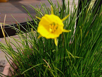 COSMOAI's tweet image. 咲いて　また散る世の。。。。。。