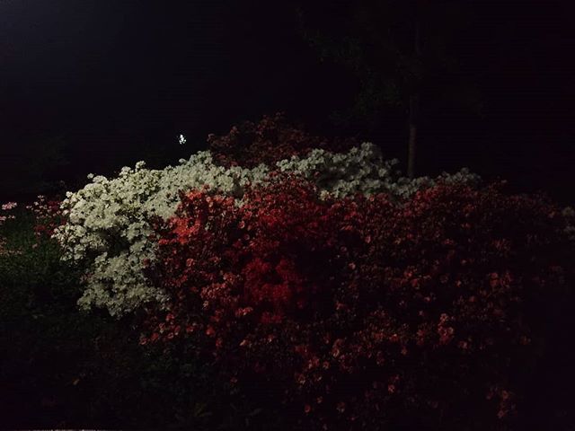 cclewisnyc's tweet photo. nightflowers https://t.co/GXGNVcn8UC