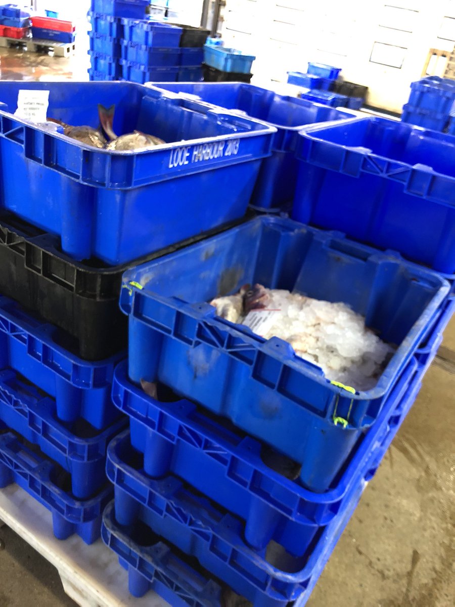 Look ! Plenty of #Looe <a href="/haddock/">Norma Hatfield</a> to fillet today <a href="/davesdinerlooe/">Dave's Diner</a> <a href="/PengellysFish/">Pengellys</a> <a href="/Looemusicfest/">Looe Music Festival</a> <a href="/Love_Looe/">Love Looe</a>