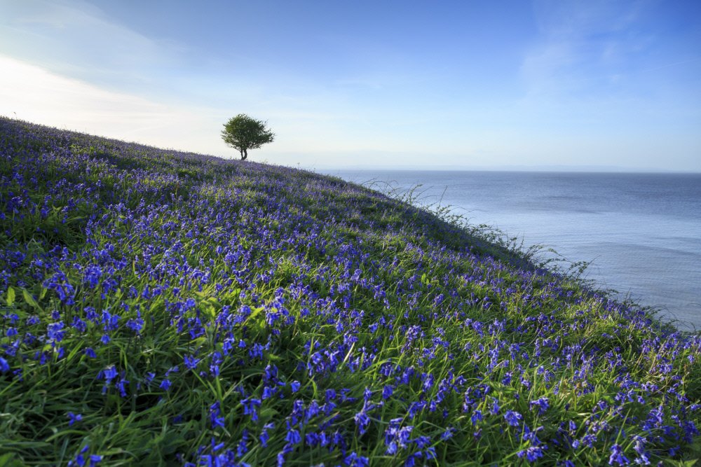 National Trust tweet media