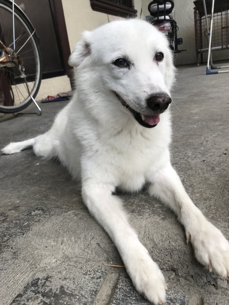 leaolivarr's tweet photo. 🐶💖 https://t.co/gZKv89EGVW