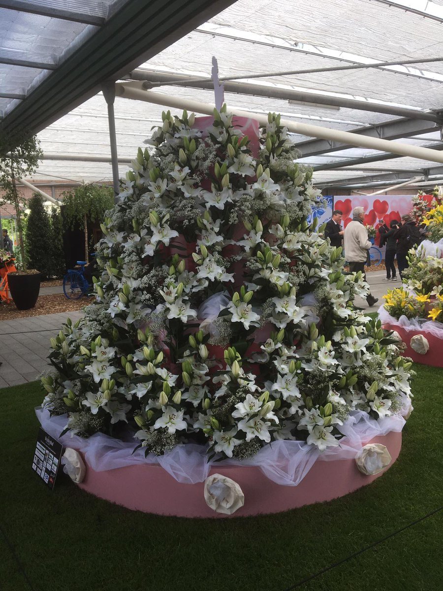 DoubleCheckLily's tweet image. Voor wie hem gemist heeft: onze geurloze oriëntal TOUREGA-toren op de lelieshow van de Keukenhof! @visitkeukenhof @RVZFlowerbulbs #lilium