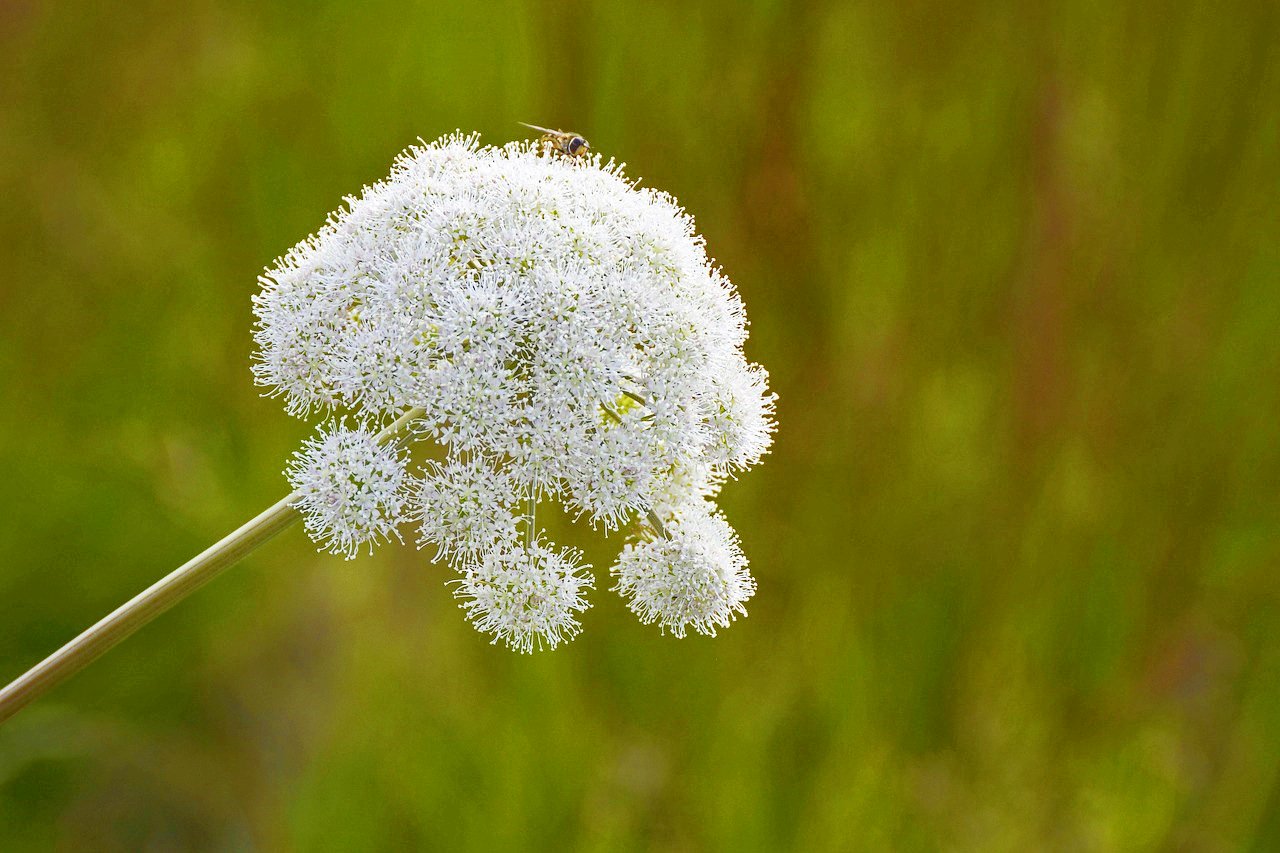 繻 鳳花 アンゼリカ 英 Angelica 北欧地方やアイスランド方面に自生する植物で 10世紀頃からヴァイキングの民がよく用いていました 食用としてはサラダや砂糖漬けとして使われます 薬用効果も有り 5 8頃 古いユリウス歴による聖ミカエルの日 に花