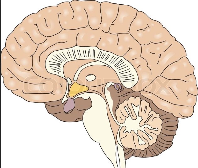 amandameyerphd's tweet image. Maybe I&apos;ve taught too much #neuroanatomy (who thought that could be a thing??!!) this semester...I&apos;m seeing chicken heads every time I see a sagittal section of the thalamus and hypothalamus!

#ANHB2217 #IMED1001 #IMED3002