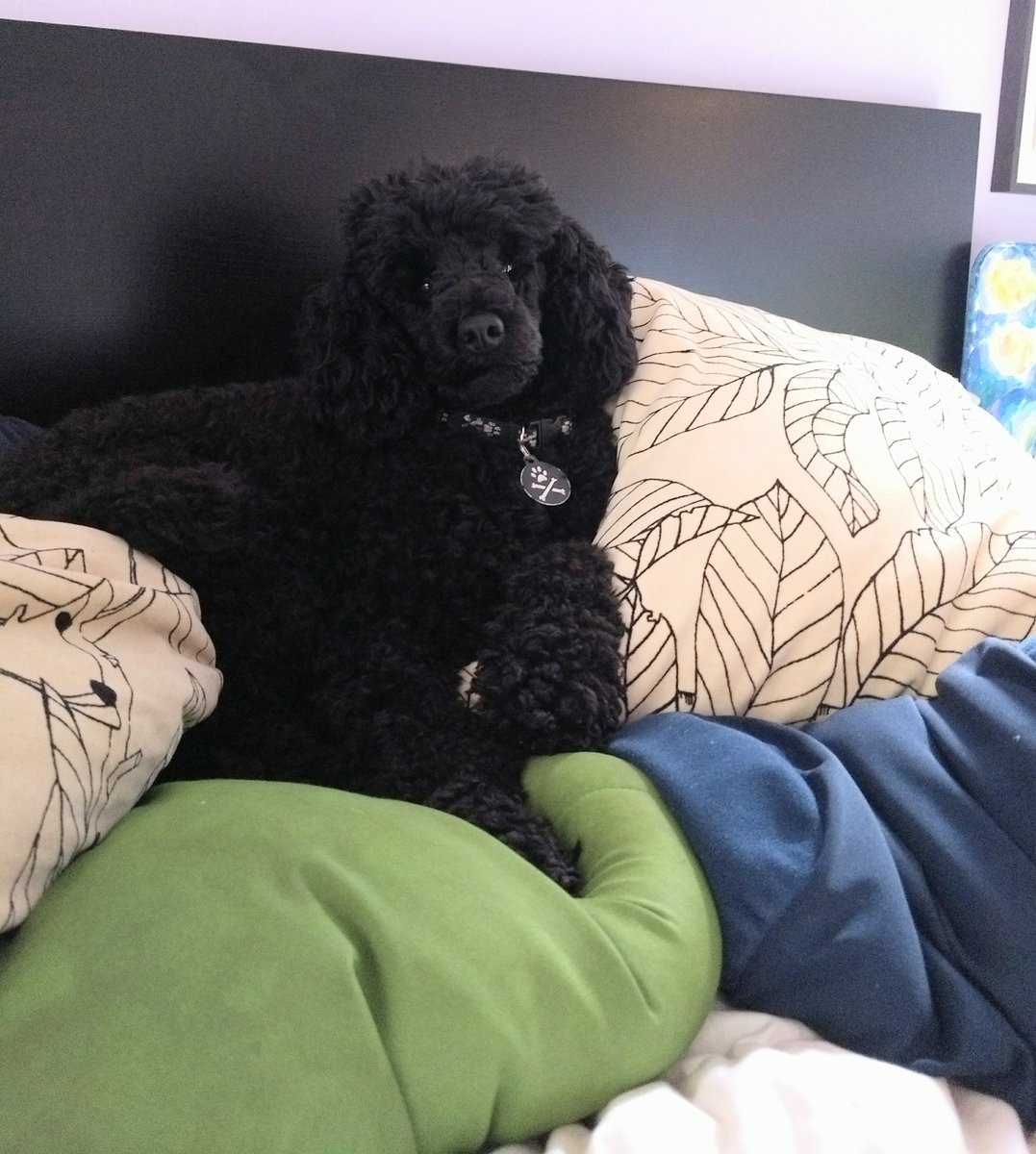 poodle_lyfe's tweet photo. Can you bring me another pillow? #ninaisapoodle #princesspoodle #piratedog #minipoodle #poodlesrule https://t.co/qOn8tXXLVg