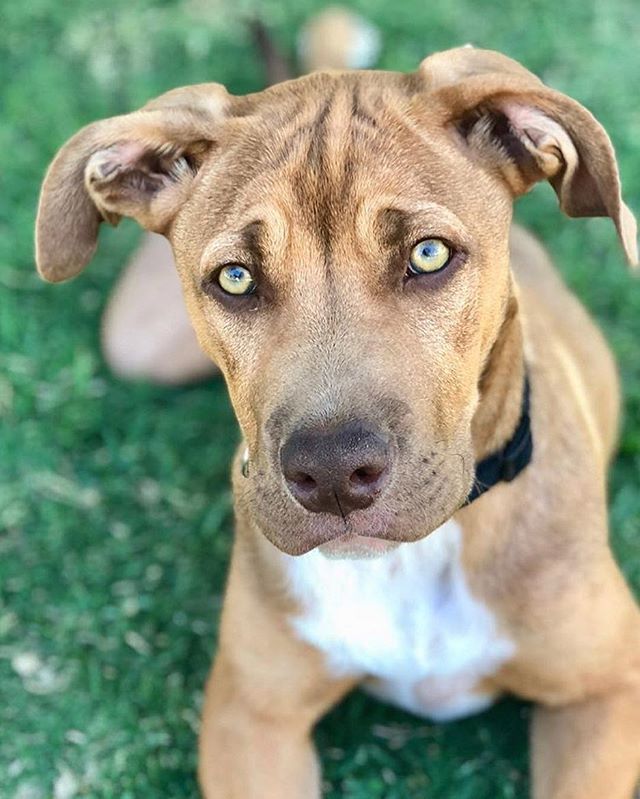 thedogeffect's tweet photo. Meet Archie. Look at those adorable puppy dog eyes 👀  Archie was adopted and lives a pretty lucky life with his two sisters 👧🏼👩🏼
.
.
#puppy #puppylove #dog #puppiesofinstagram #puppies #dogblogger 
@lily.gray14 @brookegray.botanicallyinspired https://t.co/icByu3CZm5 https://t.co/6SSkrJYzRT