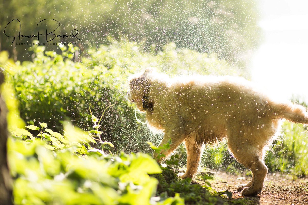 RetrieverThe's tweet photo. Gotta keep cool, and there is no better way... @uniofeastanglia https://t.co/EtRqLmNFTl