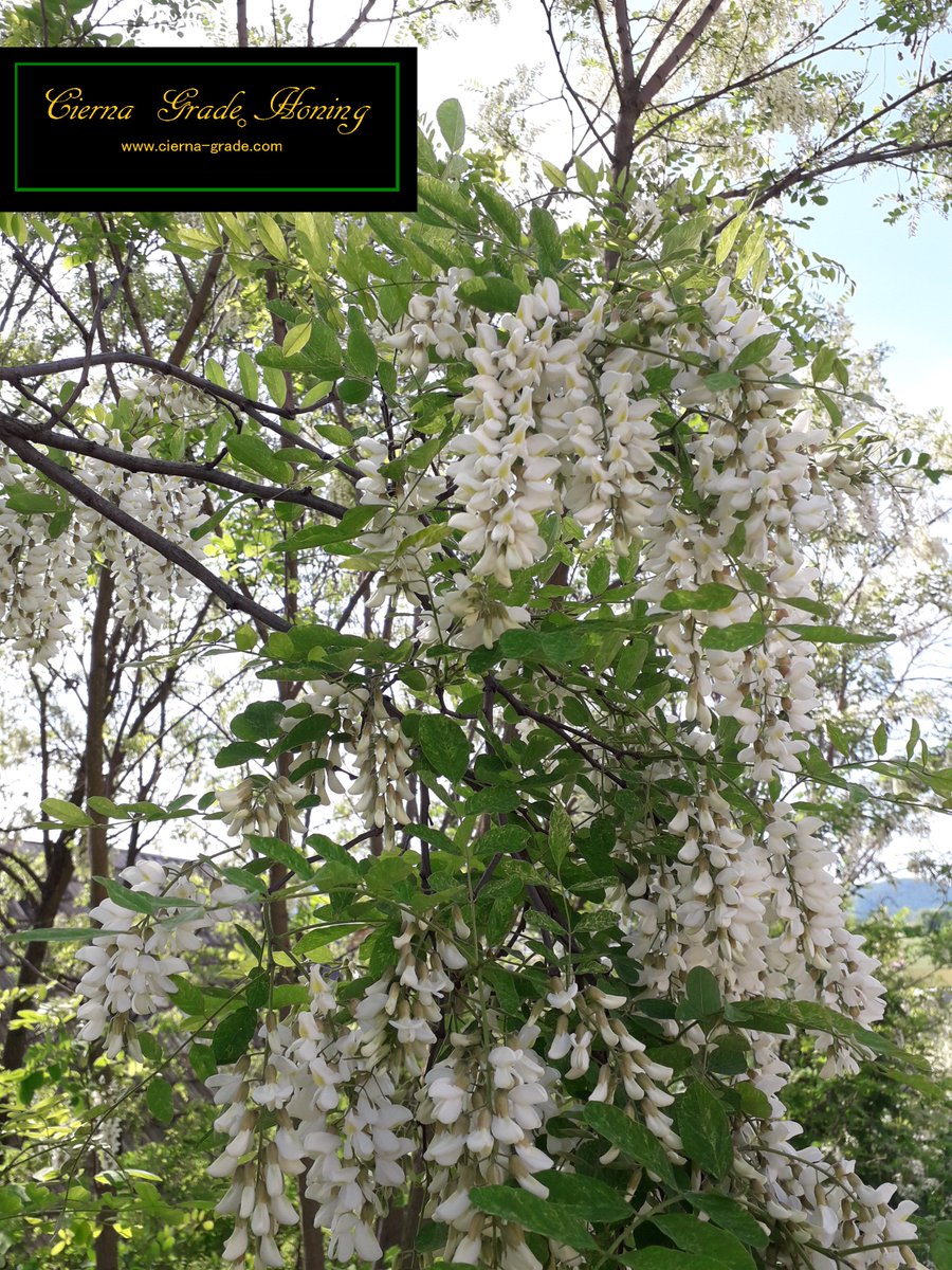 Acacia seizoen is begonnen. Bomen staan er mooi bij en de koolzaad is keurig op tijd gestopt. Zullen we dit jaar weer een mooie Acacia honing krijgen?
In Slowakije
<a href="/ImkertweetsAuke/">Imkertweets</a> 
<a href="/Bijenkweker/">Bijenvriend</a>
@biojournaal