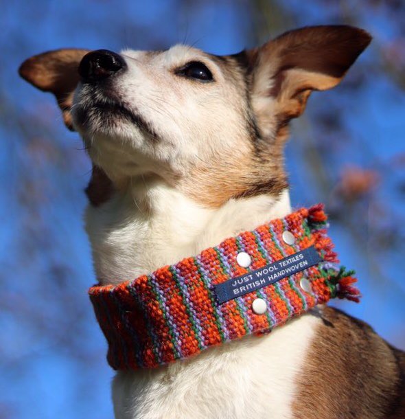 Justtextiles's tweet photo. When taking your best friend for a walk, ensure they’re always looking their best like Poppy at @dotty4paws Available in #spring weight so no hot #dogs & comfortable but securely fitting. Easy to care for too. https://t.co/Oe4Ly0FLgx. #tweemaster https://t.co/YmEIlnPDjt