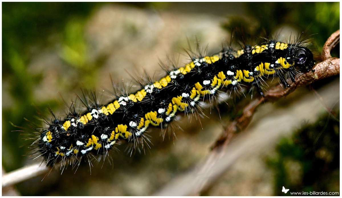 LesBillardes's tweet photo. Je vous présente la #chenille de #Callimorpha Dominula, alias l'#écaille marbrée! (merci #Google). Aperçue ce #weekend devant la #maison. #nature #jura #papillon #photo #macro https://t.co/42AERyvVtl