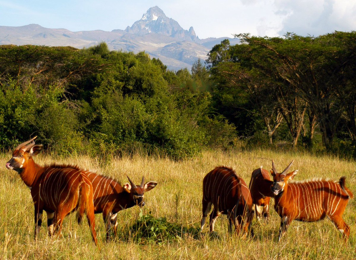 The Mountain Bongo is largest of the forest antelopes (growing up to 900 lbs). In Kenya, this species of antelopes is  still critically endangered facing an extremely high risk of extinction. #MountKenya #ThisismyKenya #Conservation