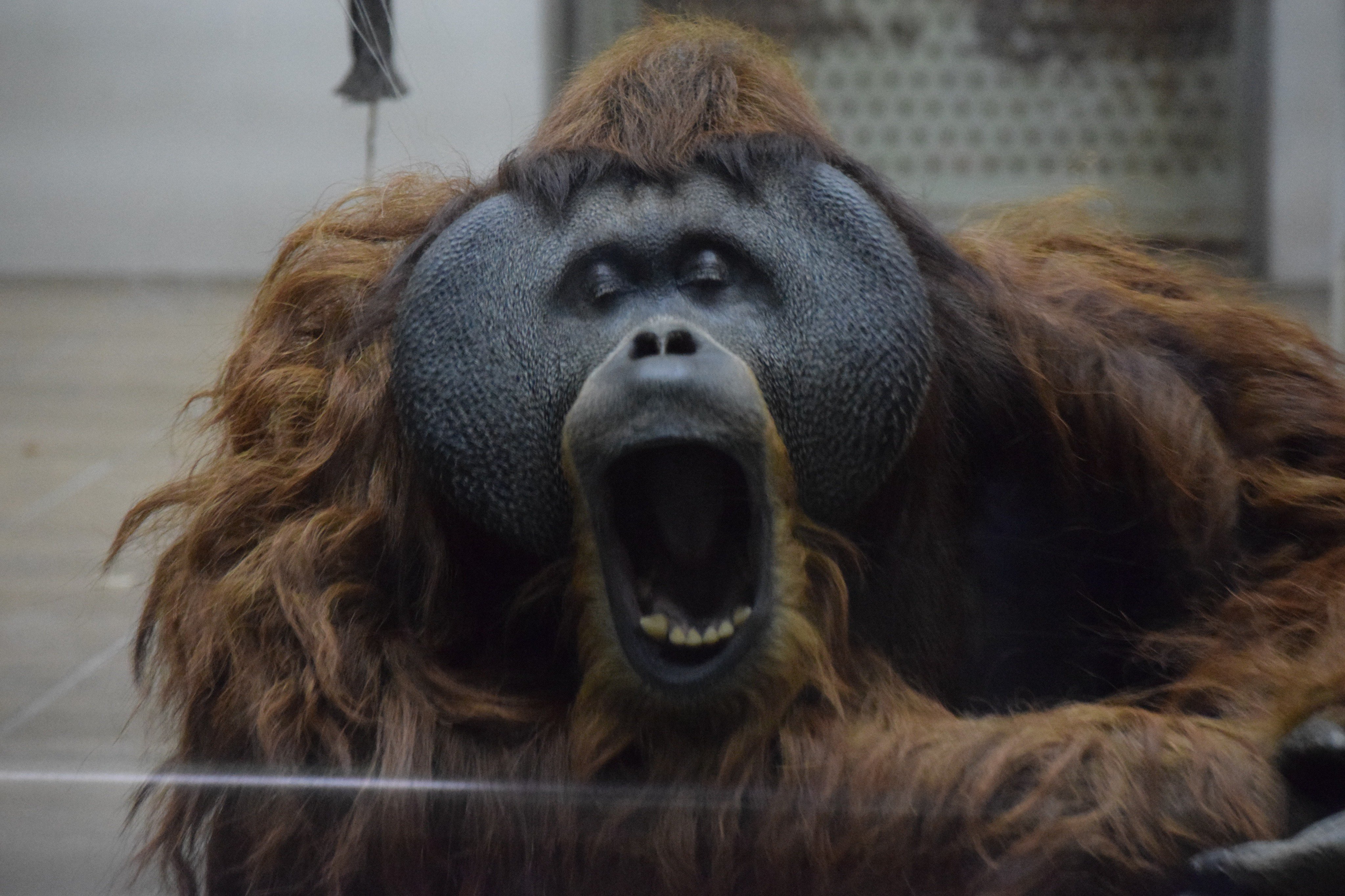 人間及び動物の表情 フィギュア・キャラモノ