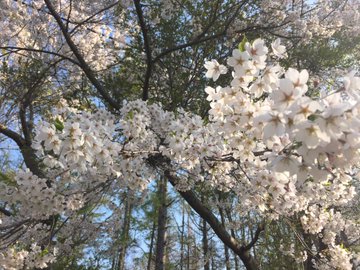 年有珠善光寺自然公園の石割桜 櫻花の見ごろは 開花状況と駐車場も紹介 Suguri Journal